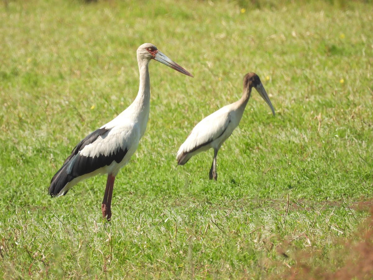 Maguari Stork - ML647041927