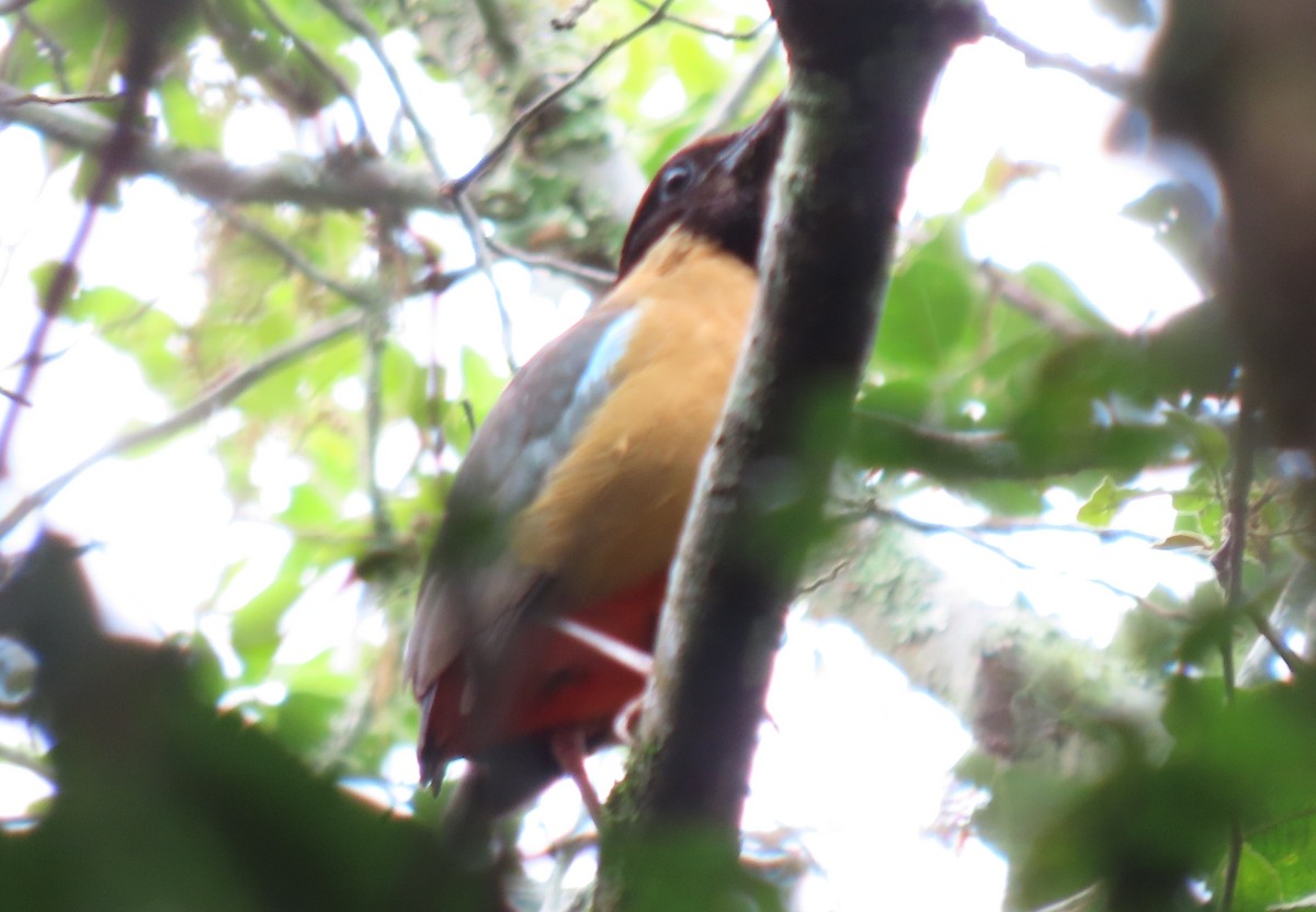 Noisy Pitta - ML647041928