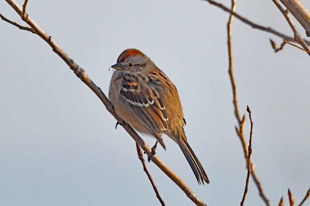 Hudson Körfezi Serçesi - ML647041929