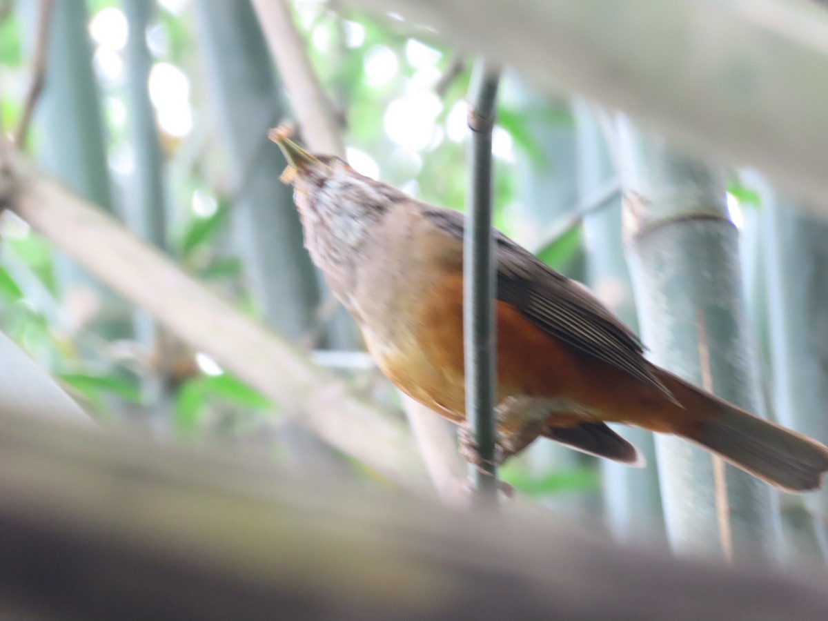 Rufous-bellied Thrush - ML647041930