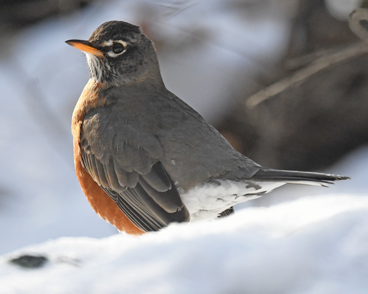 American Robin - ML647041934