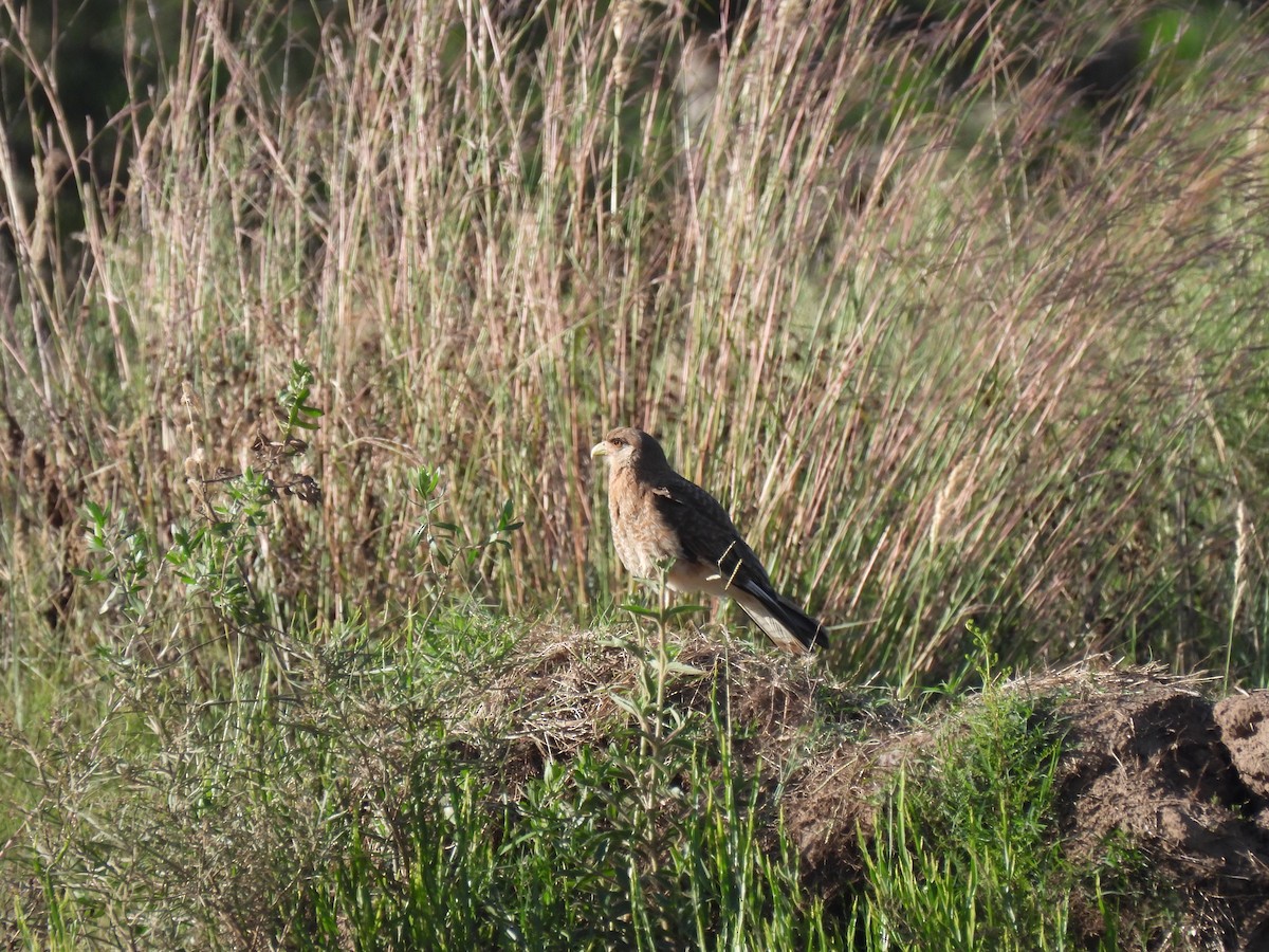Chimango Caracara - ML647041938