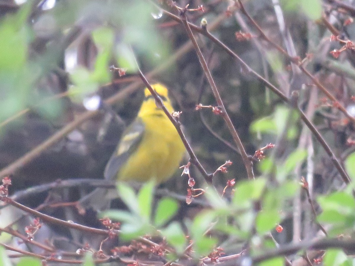 Golden-winged x Blue-winged Warbler (hybrid) - ML647041939