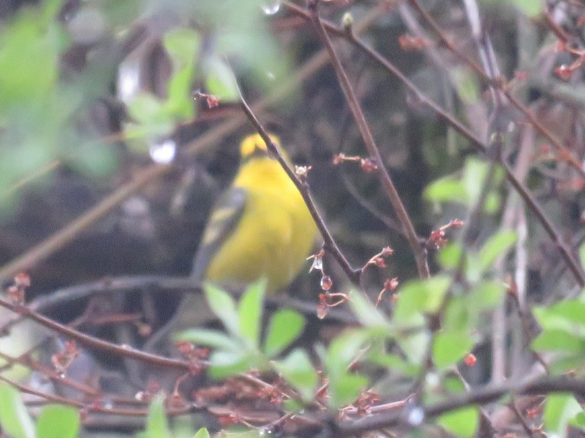 Golden-winged x Blue-winged Warbler (hybrid) - ML647041941