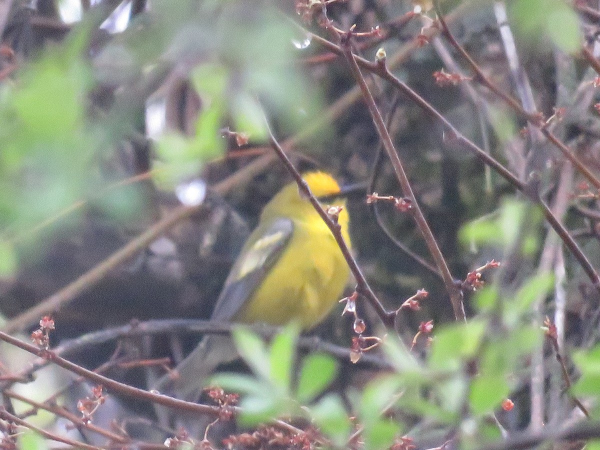Golden-winged x Blue-winged Warbler (hybrid) - ML647041944