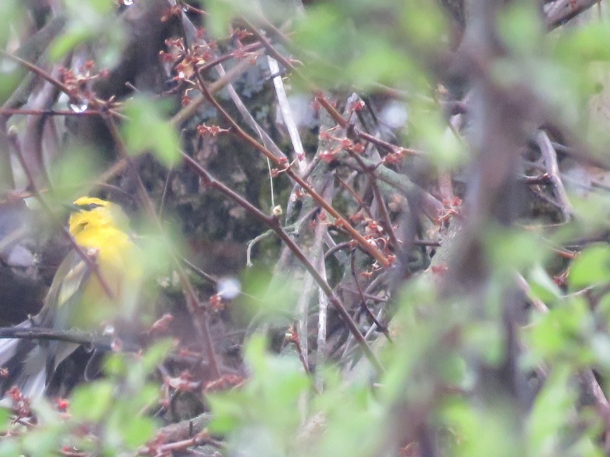 Golden-winged x Blue-winged Warbler (hybrid) - ML647041945