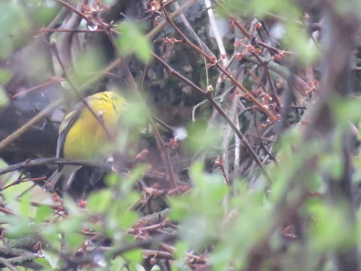 Golden-winged x Blue-winged Warbler (hybrid) - ML647041947