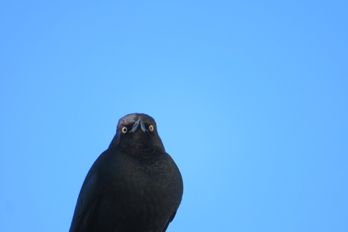 Purpurstärling - ML647041948