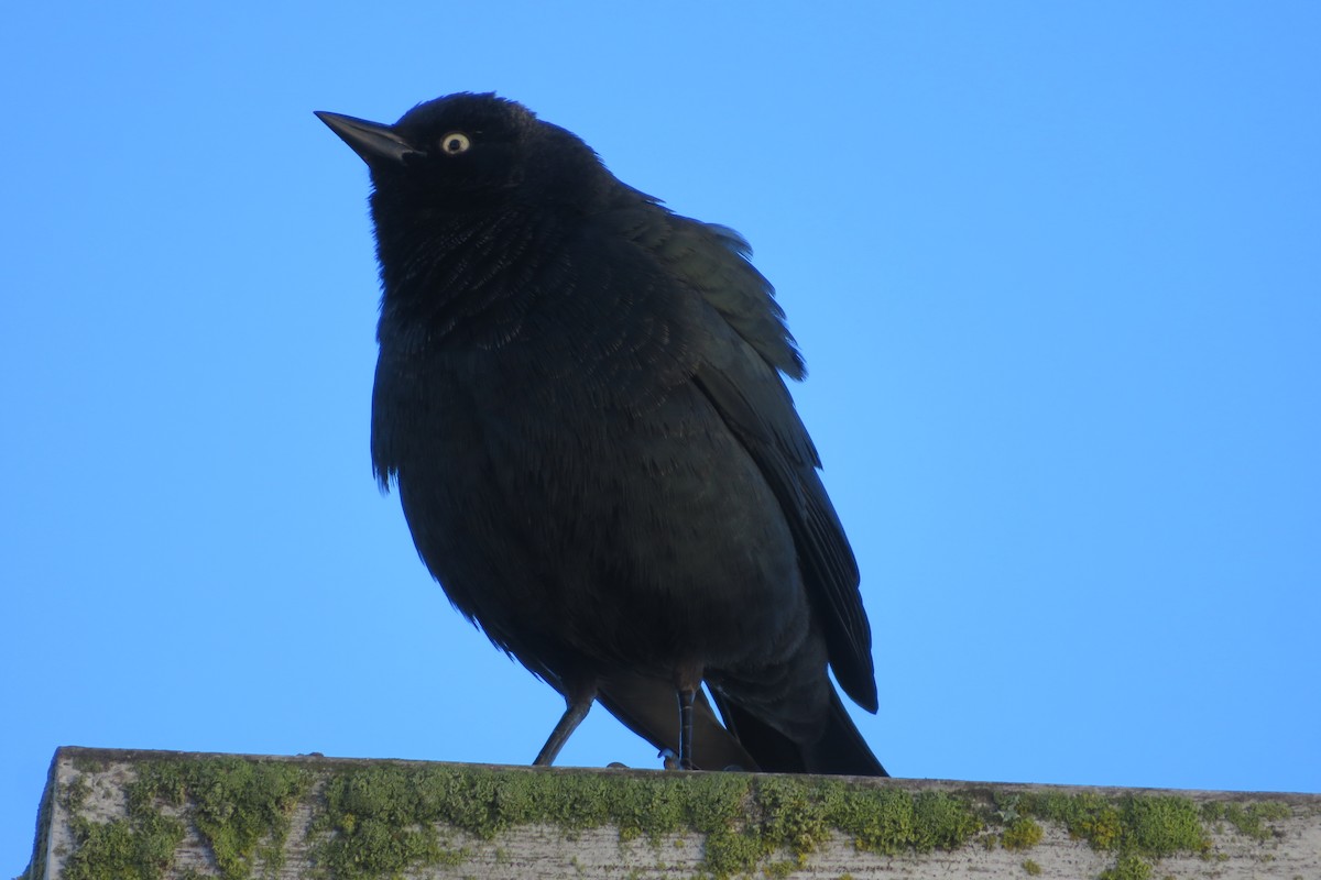 Purpurstärling - ML647041949