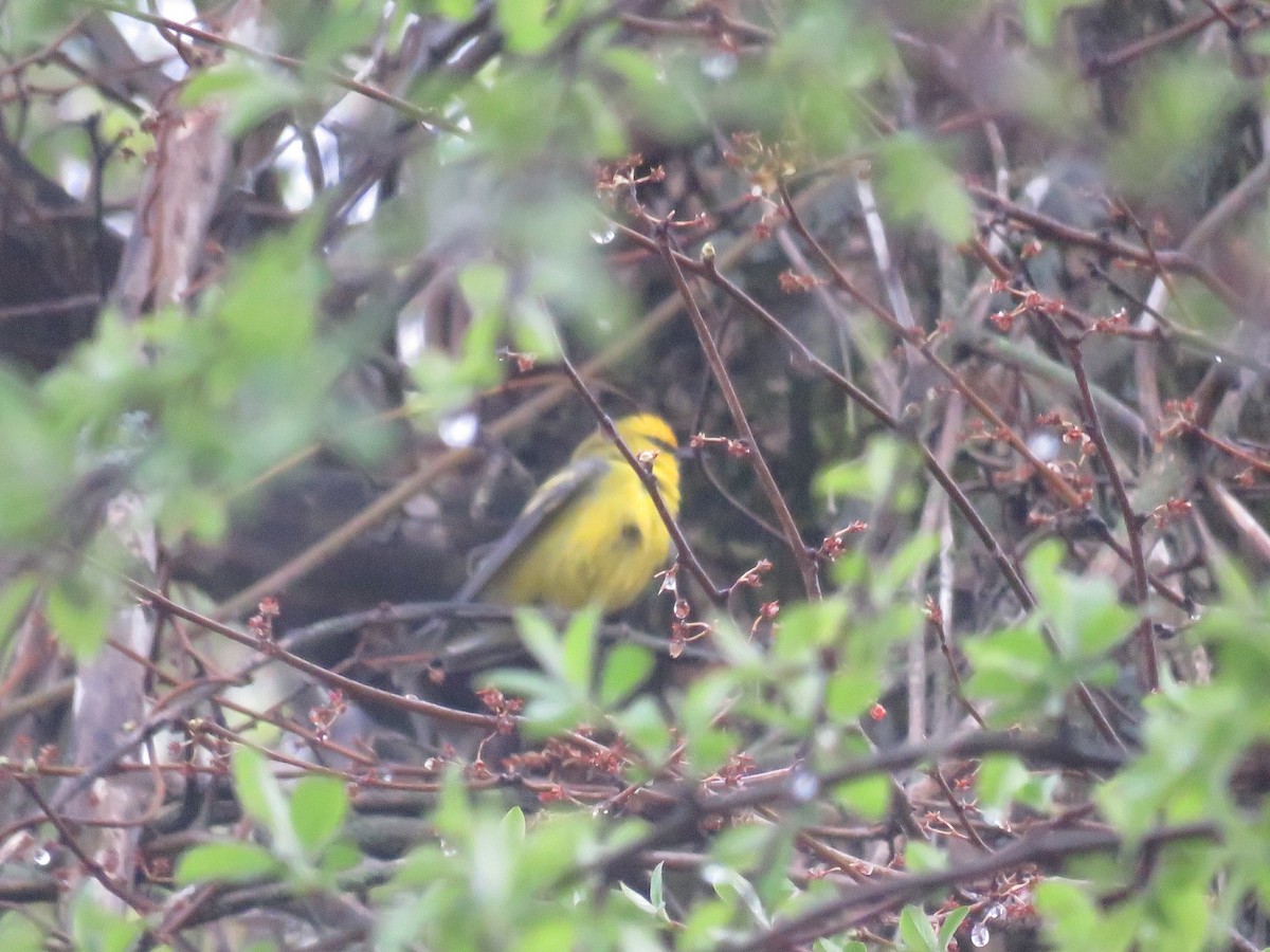 Golden-winged x Blue-winged Warbler (hybrid) - ML647041951