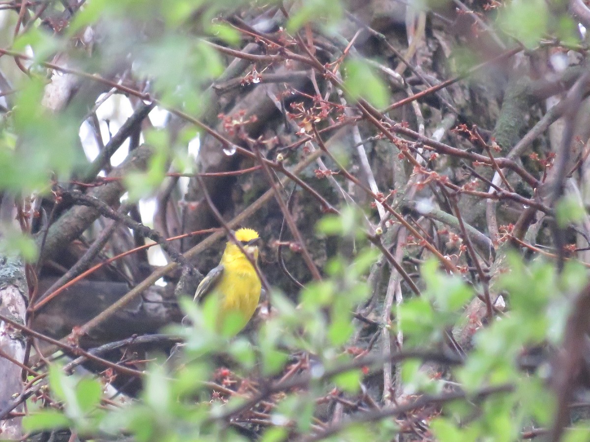 Golden-winged x Blue-winged Warbler (hybrid) - ML647041952