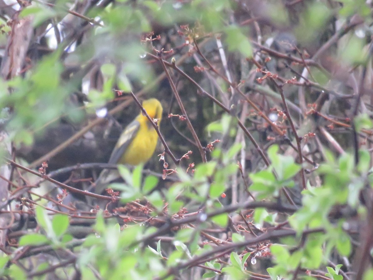 Golden-winged x Blue-winged Warbler (hybrid) - ML647041953