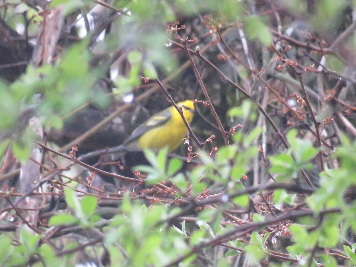 Golden-winged x Blue-winged Warbler (hybrid) - ML647041954