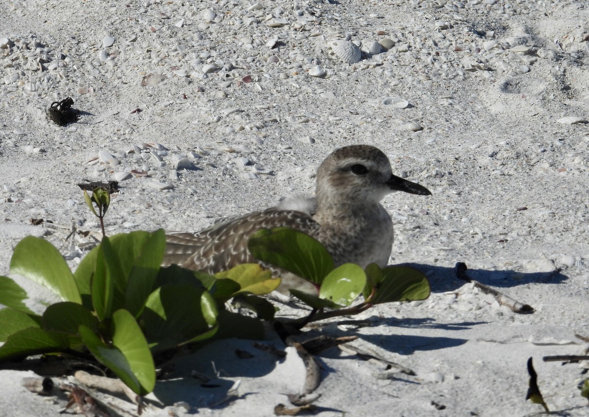 Black-bellied Plover - ML647041961