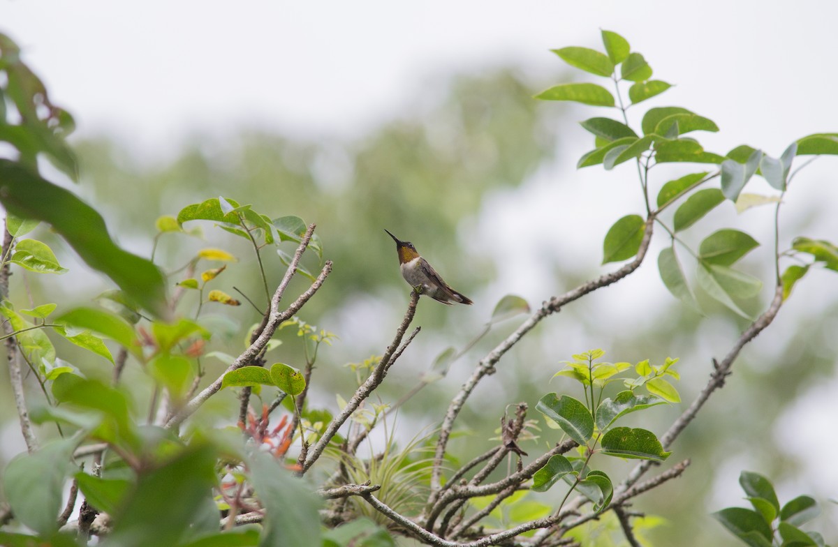 Colibri à gorge rubis - ML647041969