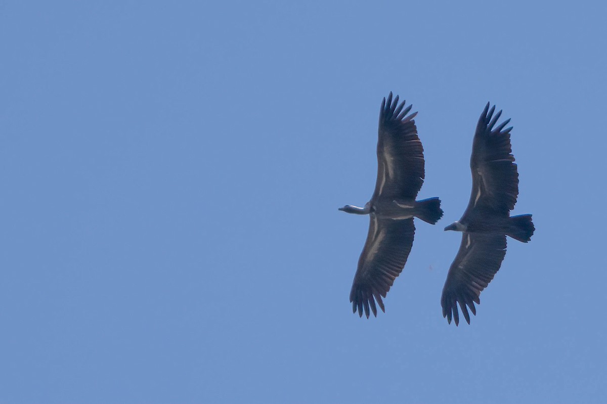 White-backed Vulture - ML647041970