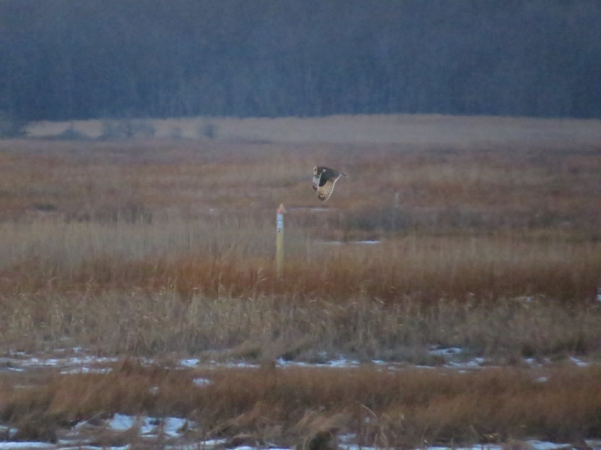 Short-eared Owl - ML647041972