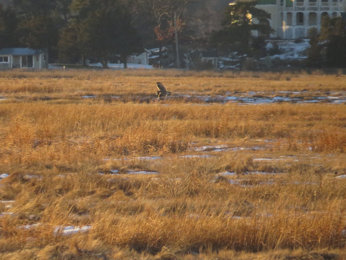 Short-eared Owl - ML647041973