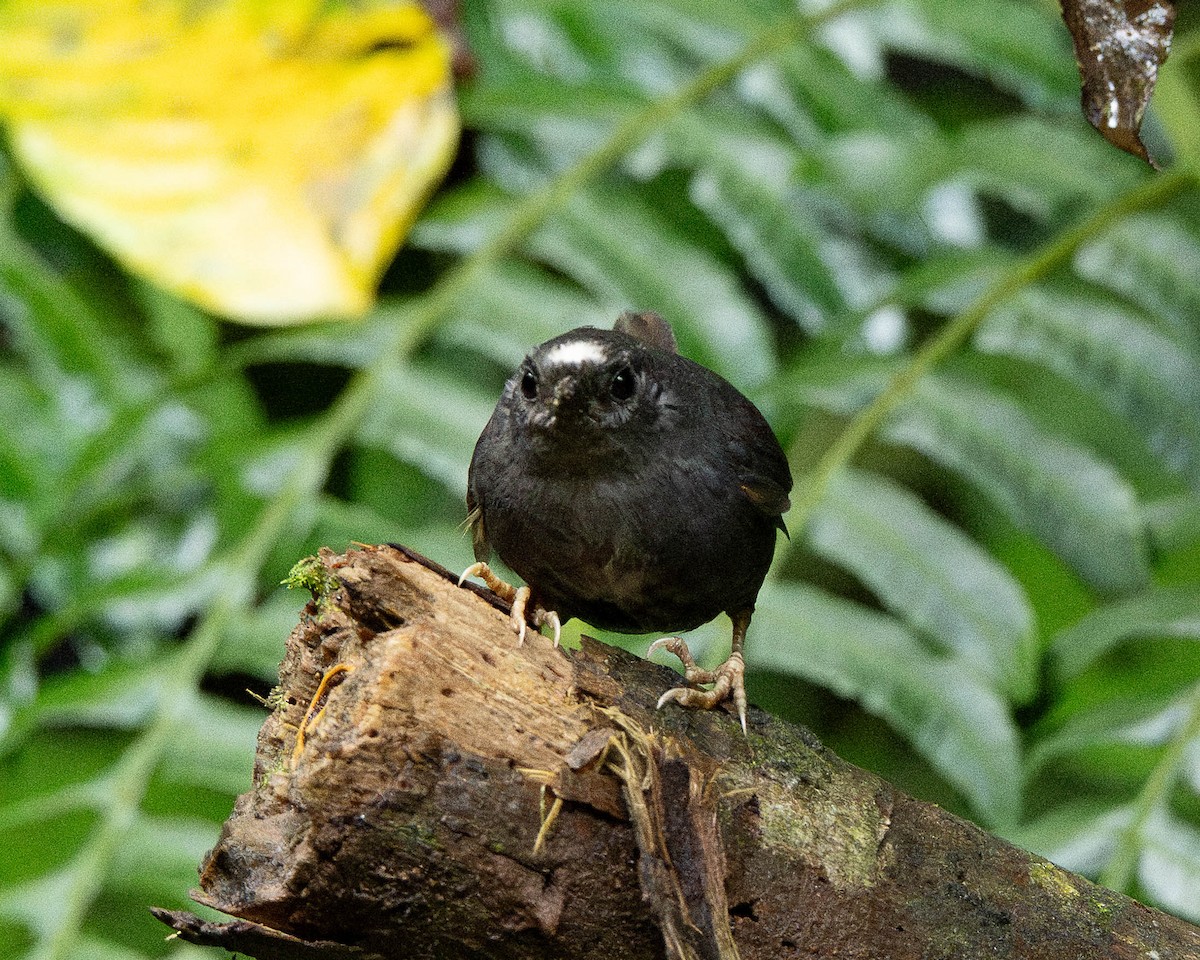 Churrín de Santa Marta - ML647041981