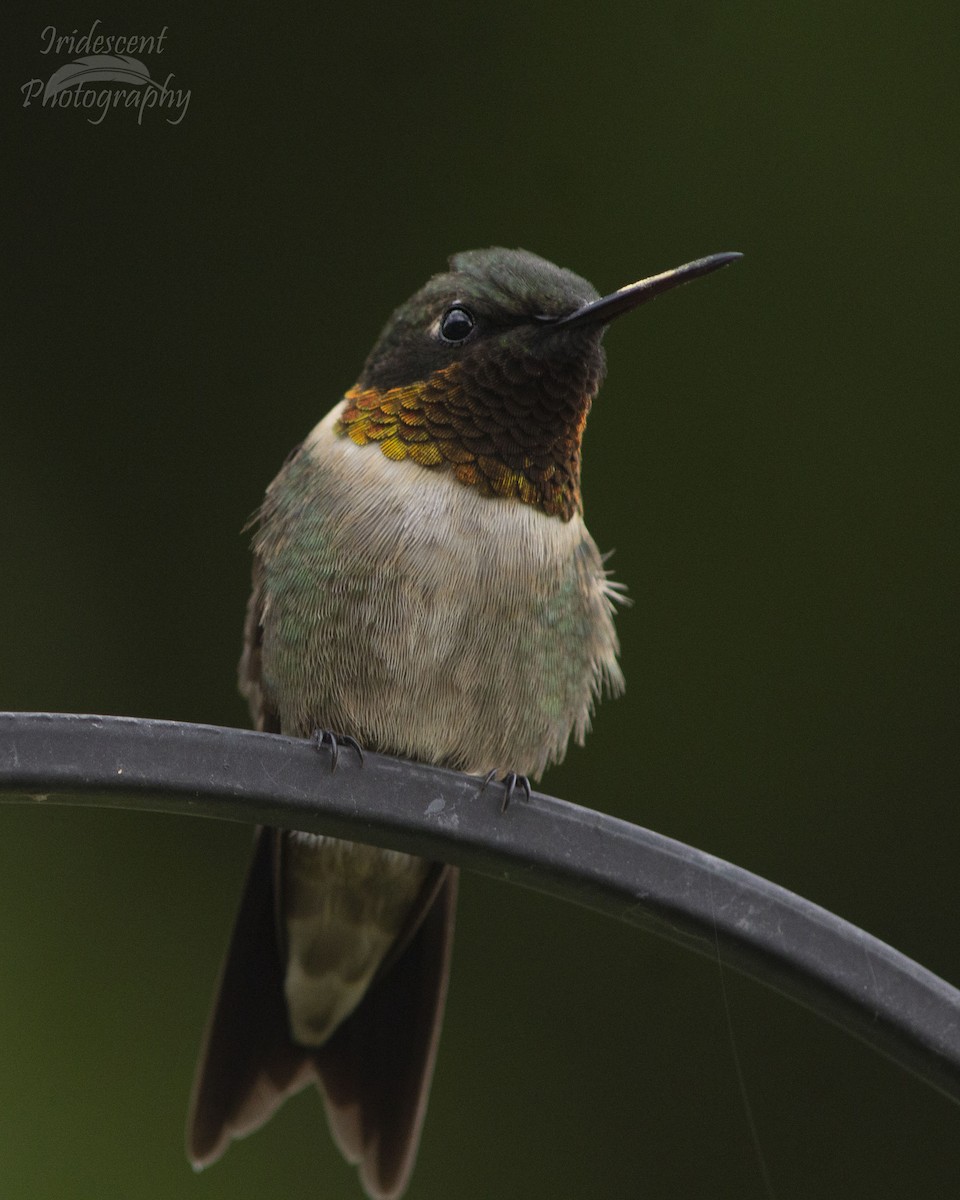 Colibri à gorge rubis - ML647041996