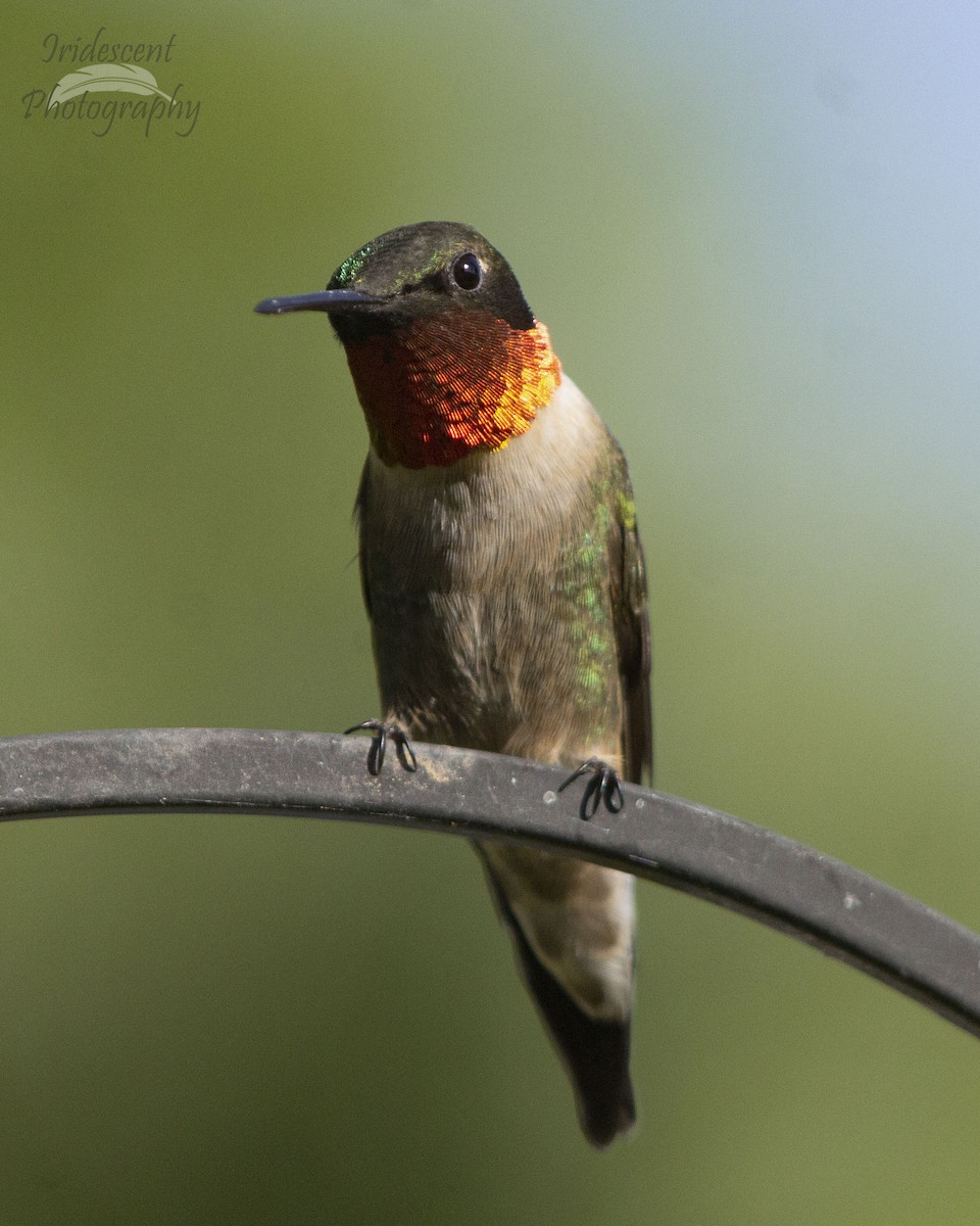 Colibri à gorge rubis - ML647041997