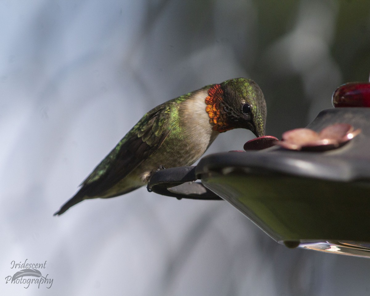 Colibri à gorge rubis - ML647041999