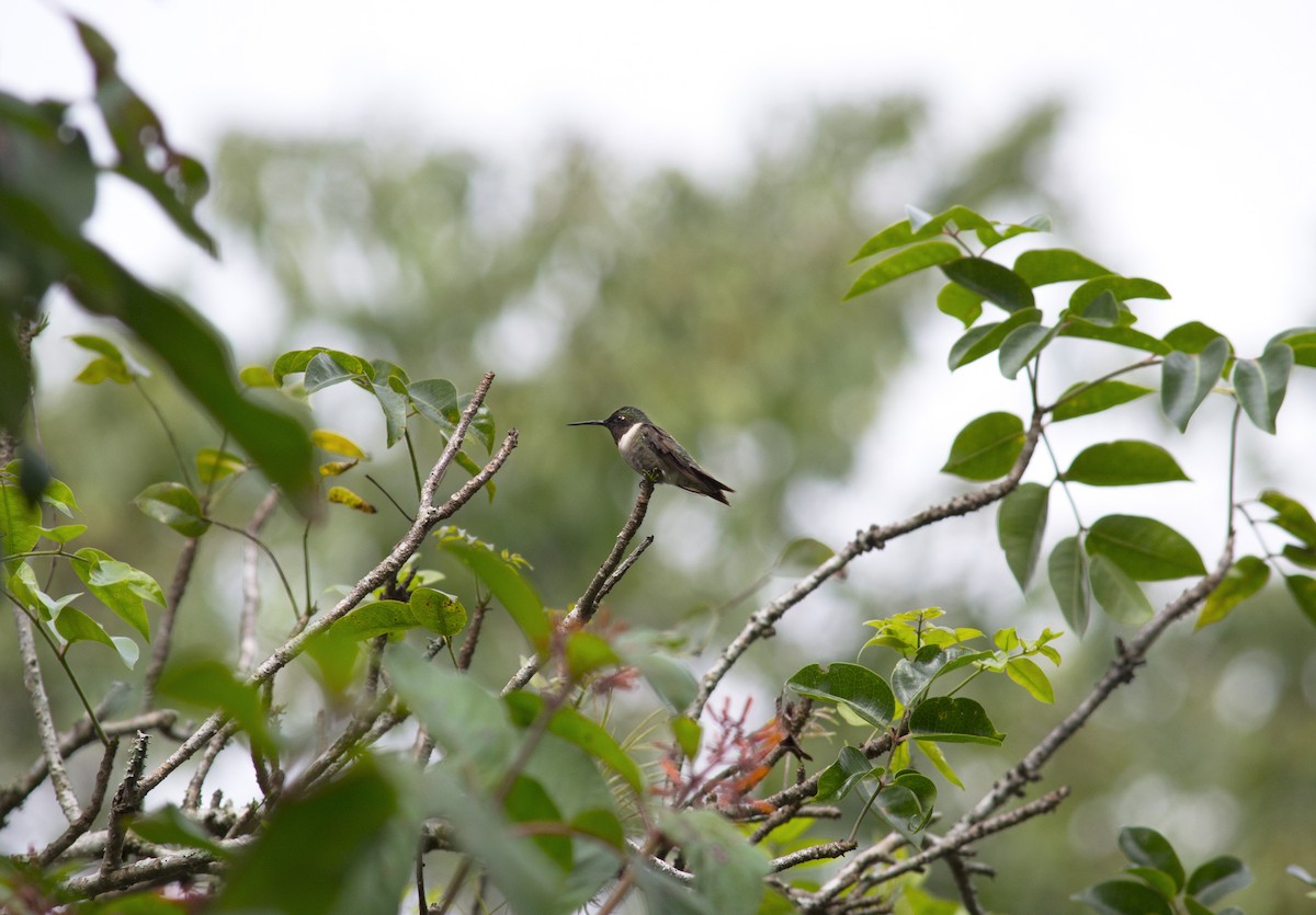 Colibri à gorge rubis - ML647042004