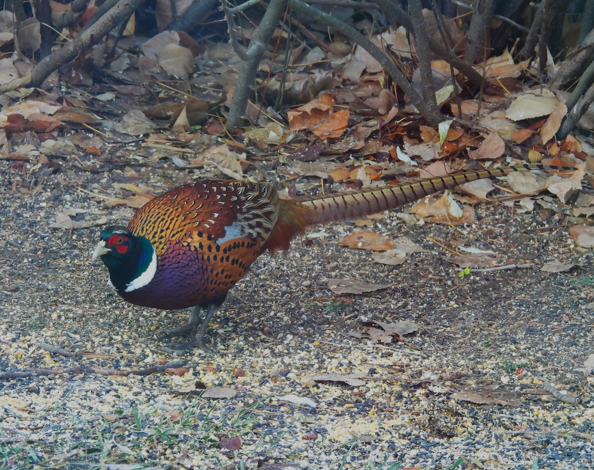 コウライキジ - ML647042019