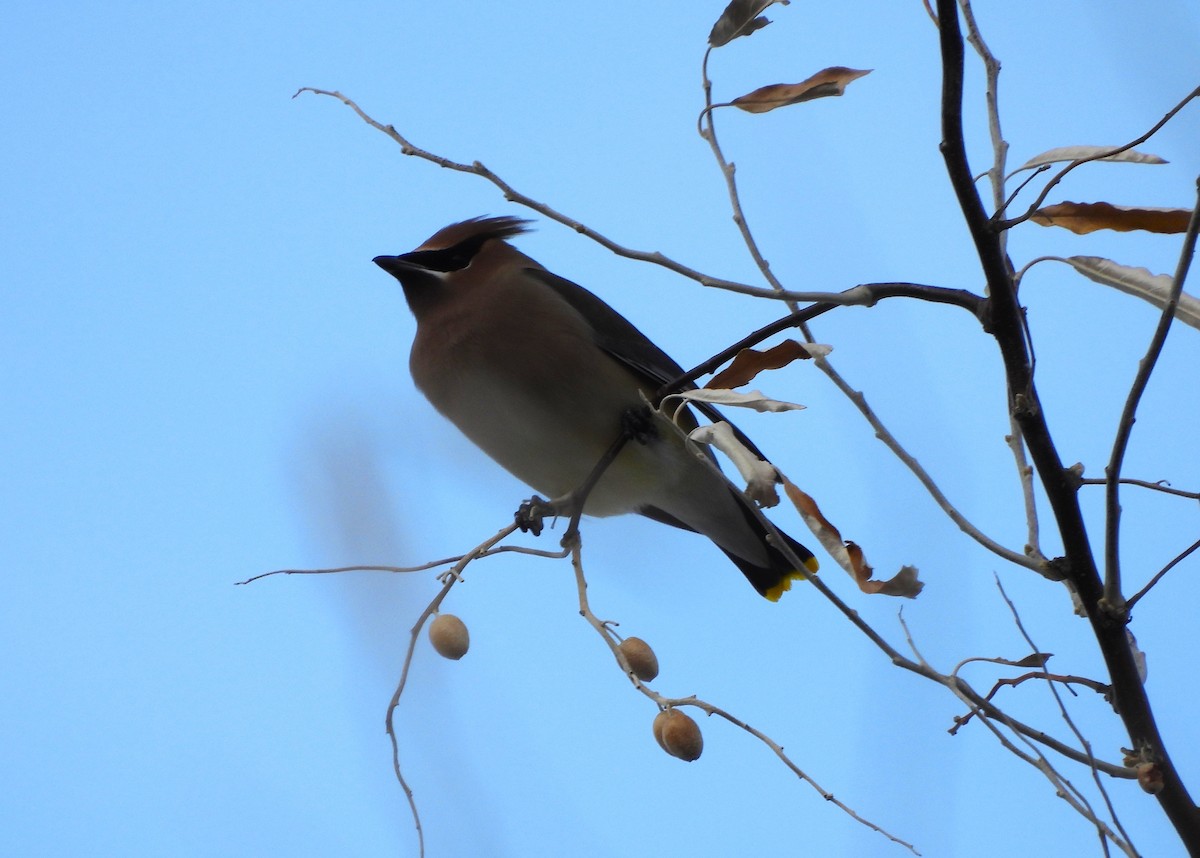 ヒメレンジャク - ML647042026