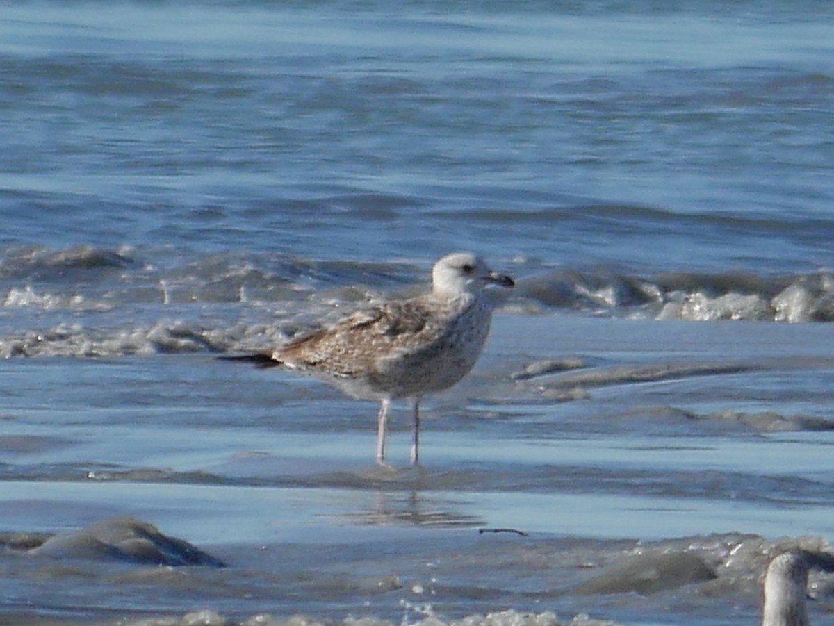 שחף בלתי-מזוהה - ML647042031