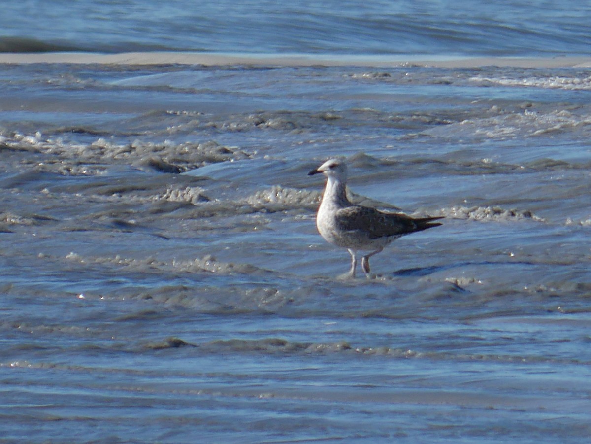 שחף בלתי-מזוהה - ML647042032