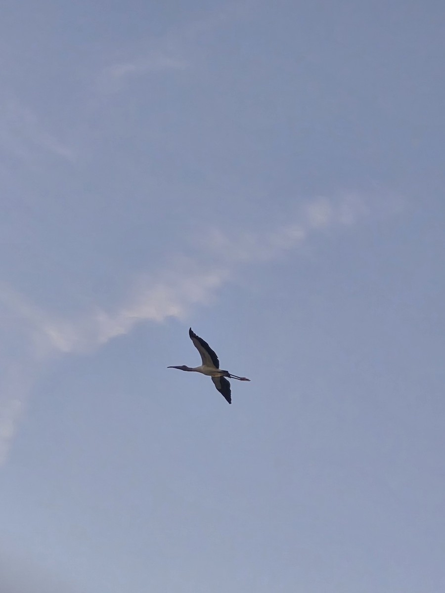 Wood Stork - ML647042035