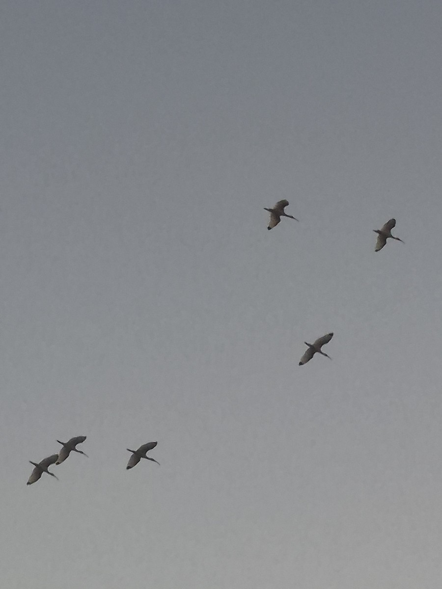 White Ibis - ML647042040