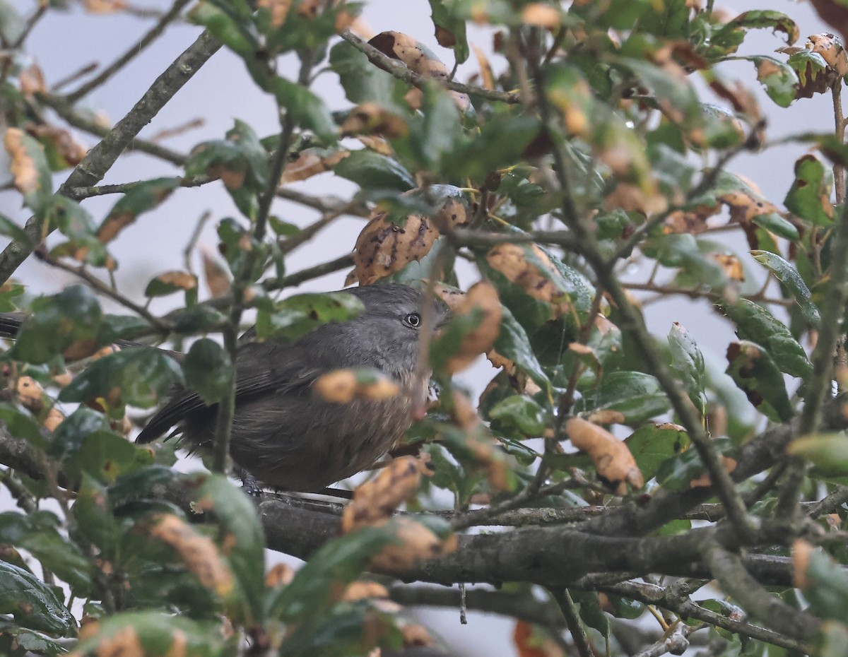 Wrentit - ML647042049