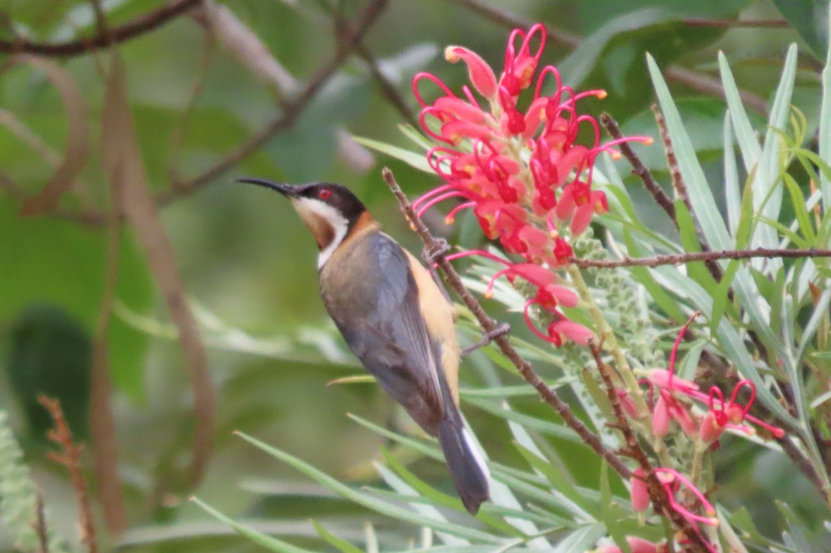 Eastern Spinebill - ML647042066