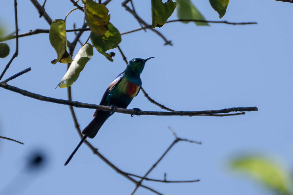 Souimanga à longue queue - ML647042067