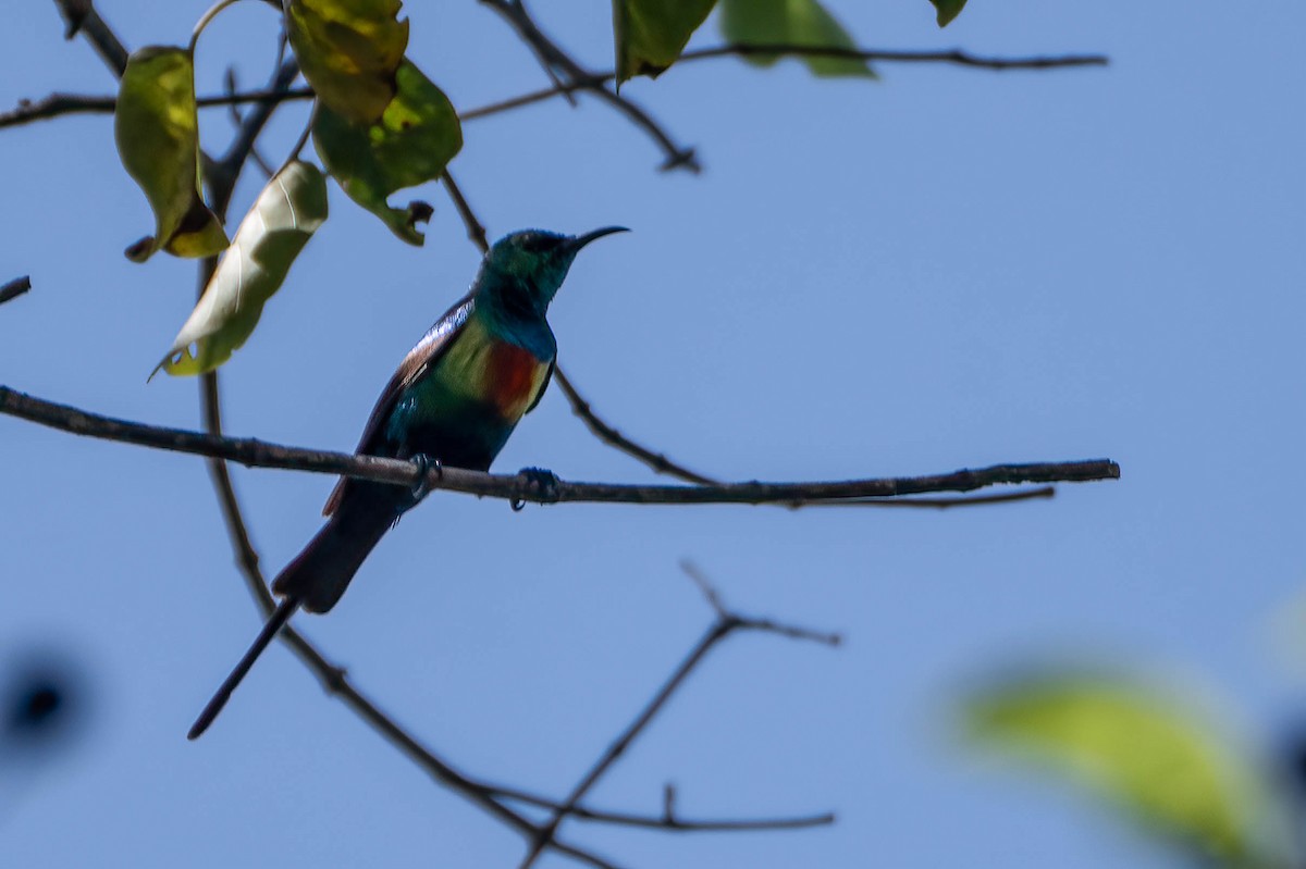 Souimanga à longue queue - ML647042068