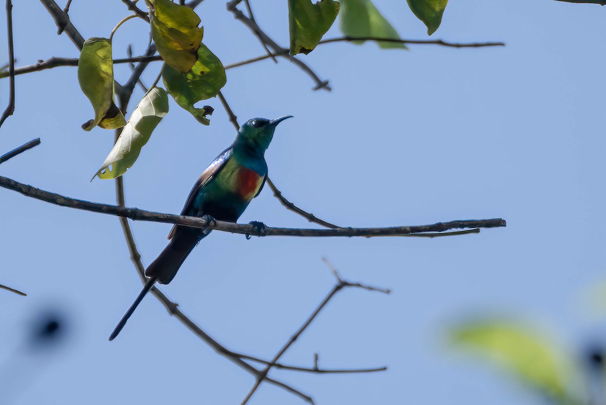 Souimanga à longue queue - ML647042069
