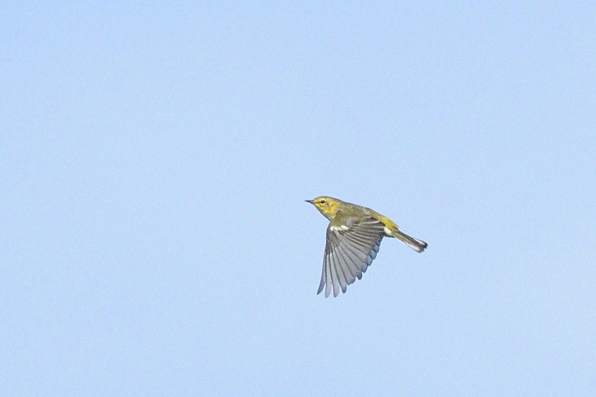 Cape May Warbler - ML647042070