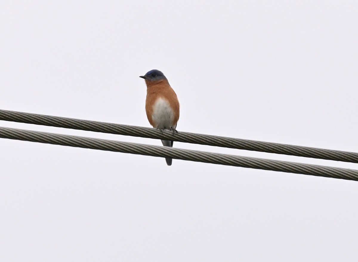 Eastern Bluebird - ML647042071