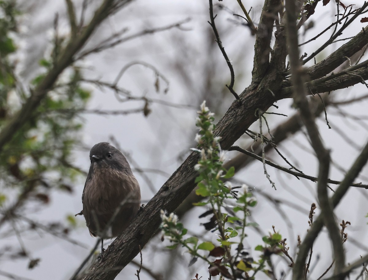 Wrentit - ML647042073