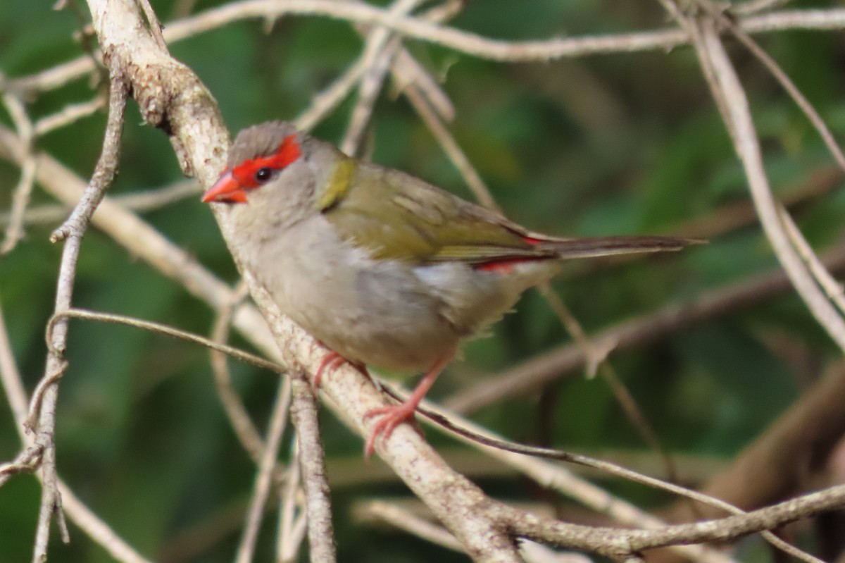 Краснобровая амадина - ML647042076