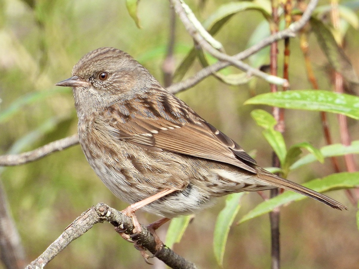 Accenteur mouchet - ML647042087