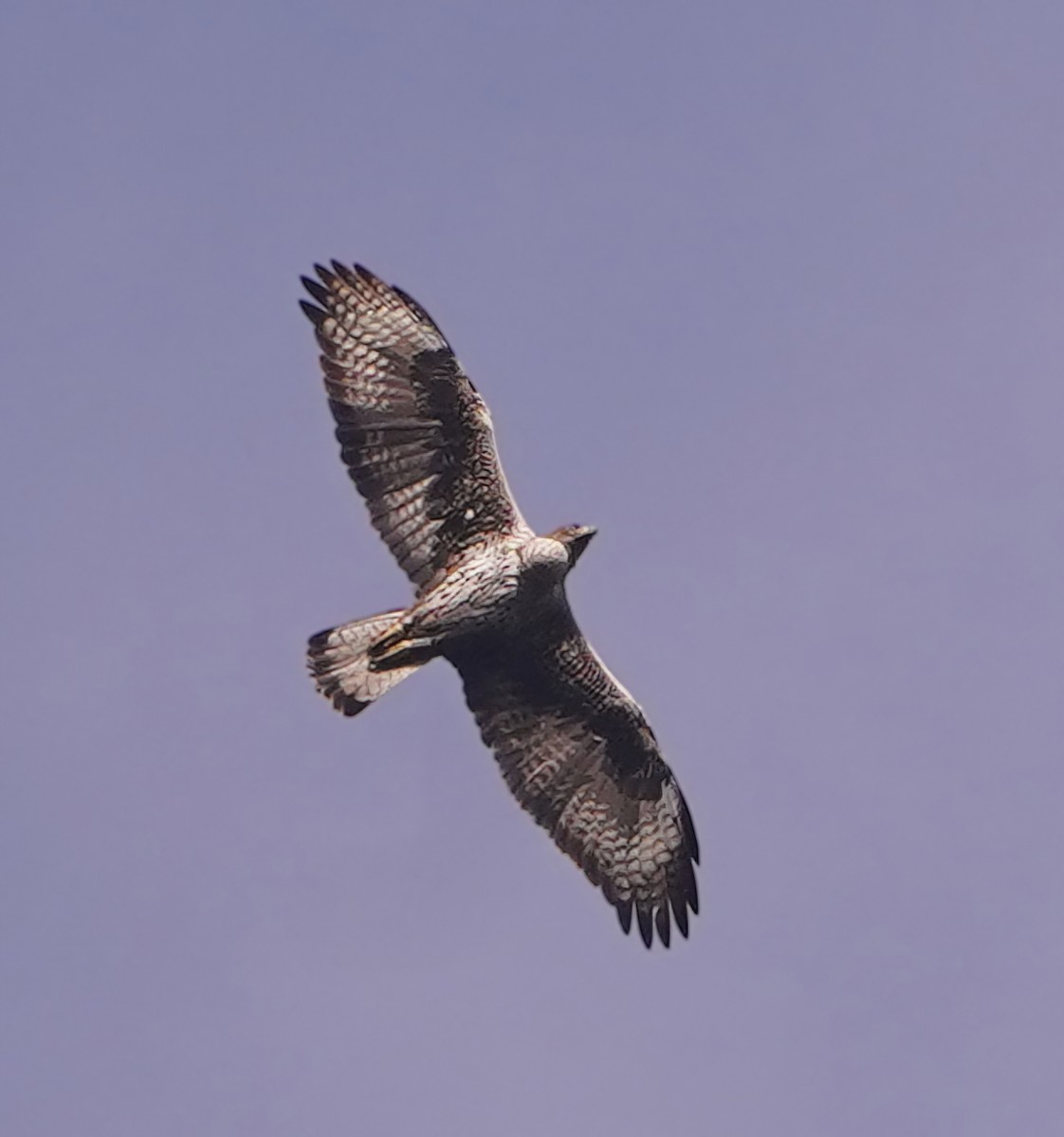 Bonelli's Eagle - ML647042095