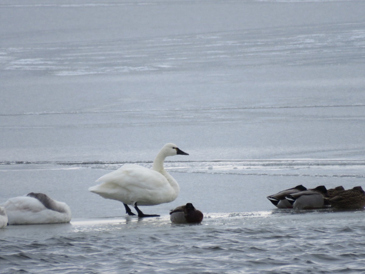 コハクチョウ - ML647042097
