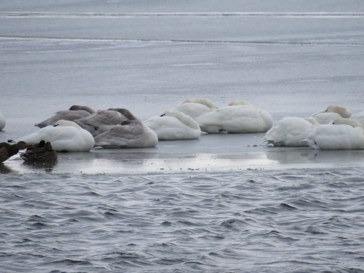 コハクチョウ - ML647042098