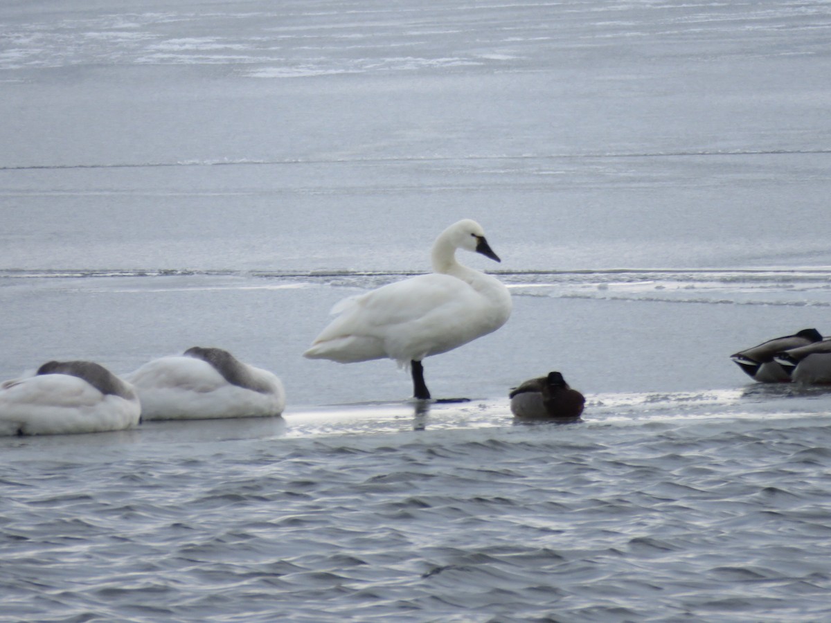 コハクチョウ - ML647042099