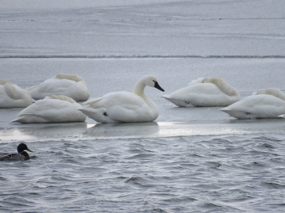 コハクチョウ - ML647042100