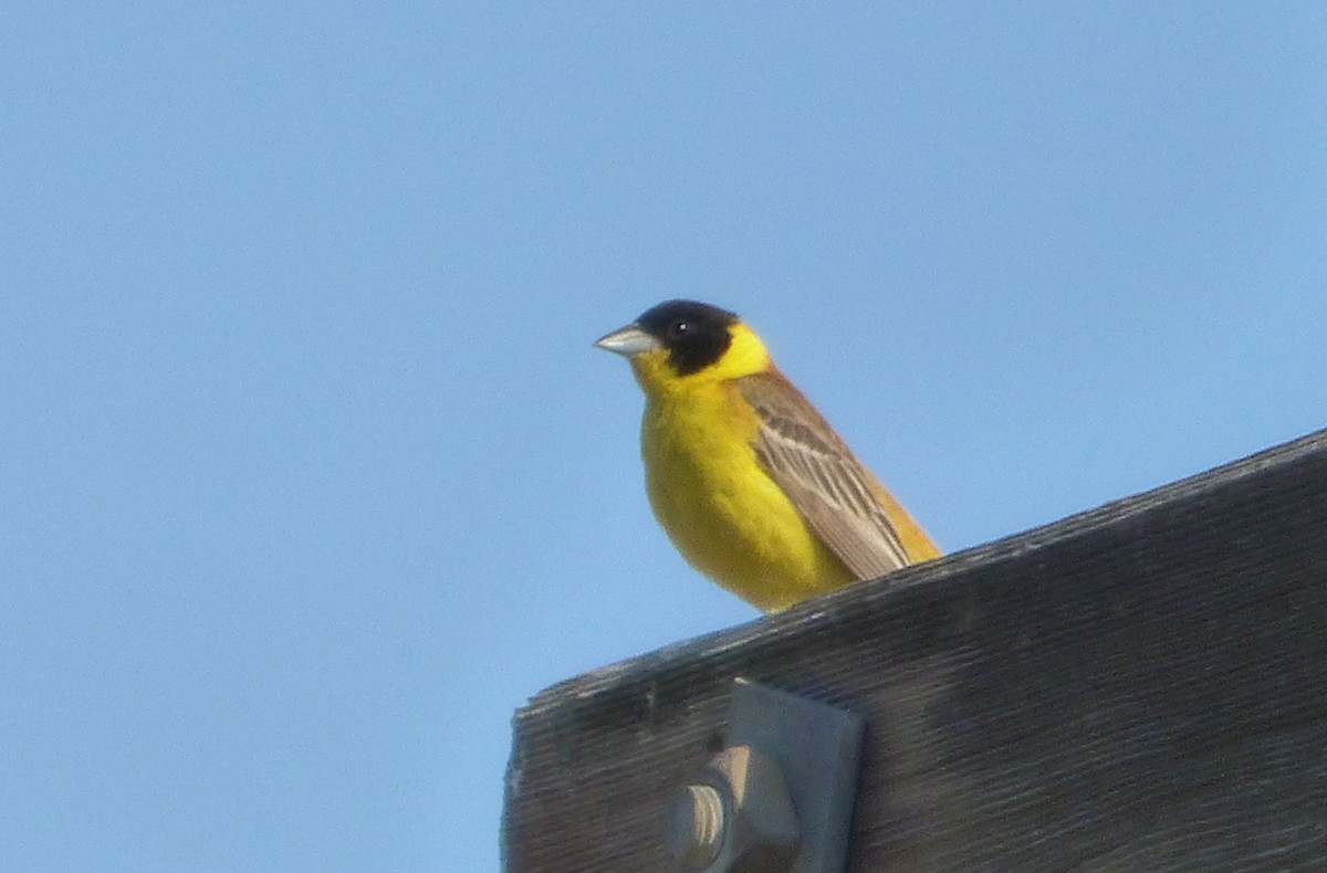 Black-headed Bunting - ML647042101
