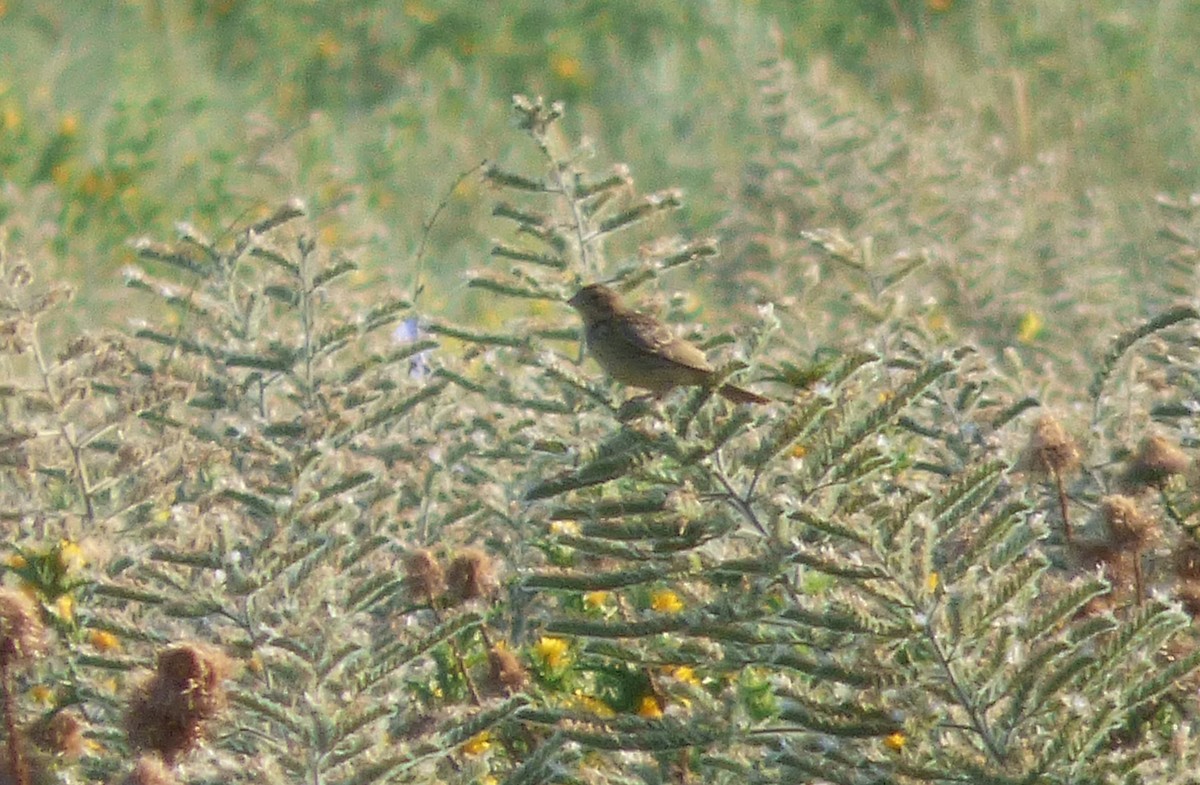 Black-headed Bunting - ML647042102